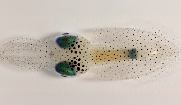 Image of oval squid, viewed from above on a white background